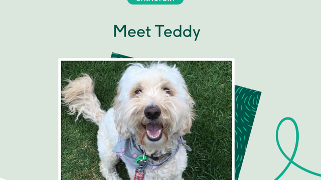 Teddy the spoodle outdoors