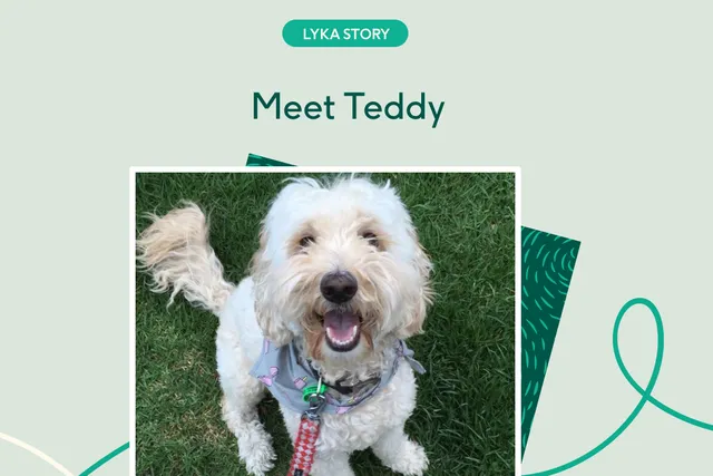 Teddy the spoodle outdoors