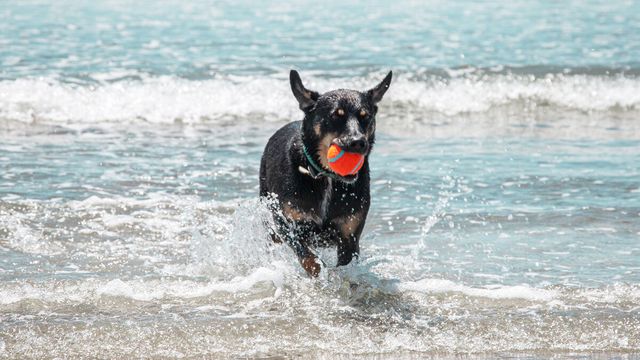 Dog running in ocean shallows with ball