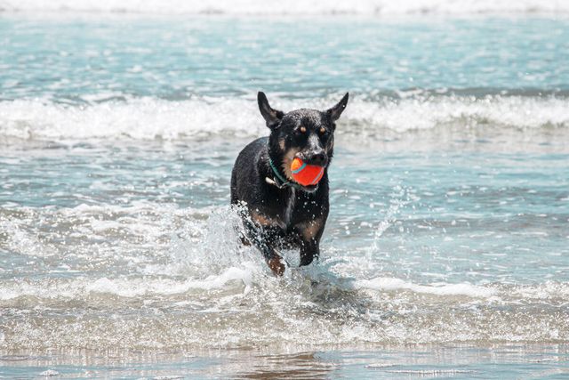 Dog running in ocean shallows with ball