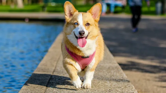 Collar or harness: which is best for your dog? | Lyka Pet Food