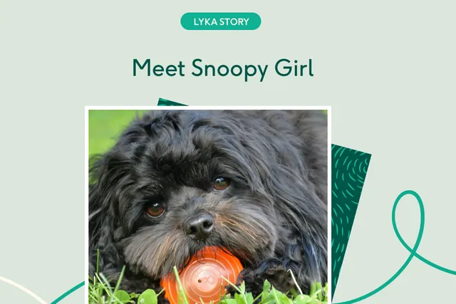 Dog with toy in grass