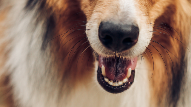 Dog's teeth open mouth