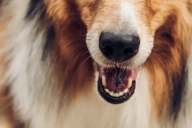 Dog's teeth open mouth