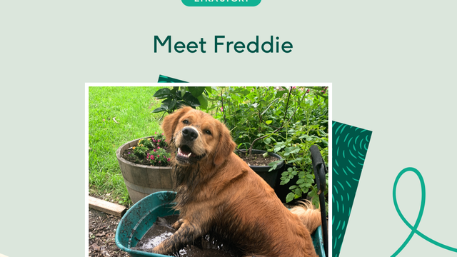 Smiling Golden Retriever in wheelbarrow