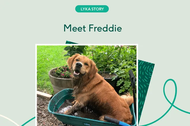 Smiling Golden Retriever in wheelbarrow