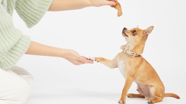 Dog performing shake for treat