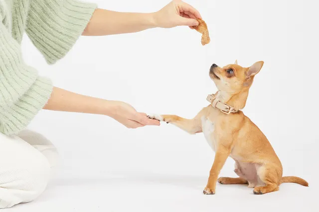 Dog performing shake for treat