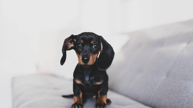 Dachshund on lounge