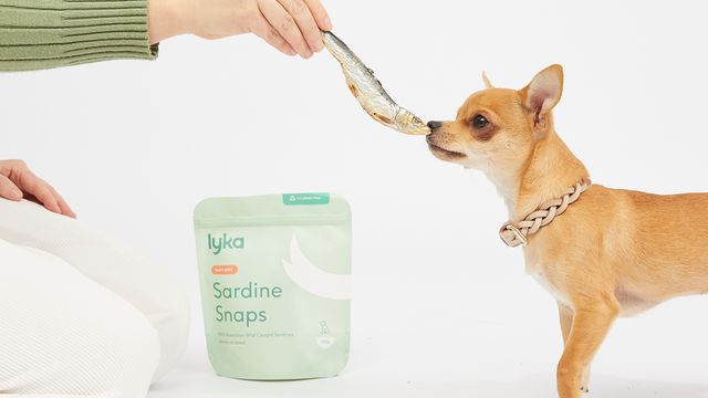 The lowdown on our new treats range | Lyka Pet Food Journal