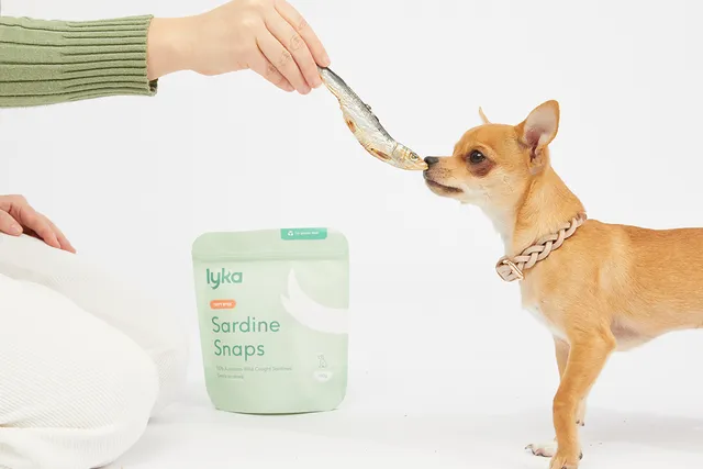 The lowdown on our new treats range | Lyka Pet Food Journal