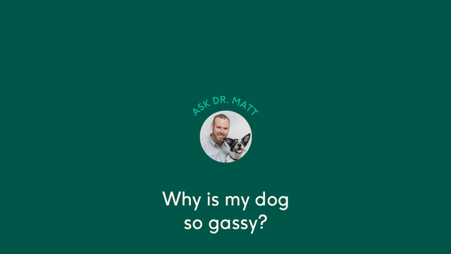 Why is your dog so gassy?