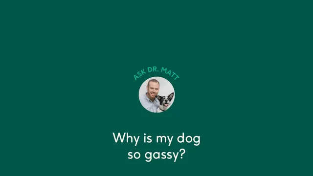 Why is your dog so gassy?