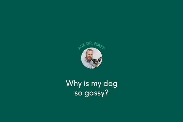 Why is your dog so gassy?