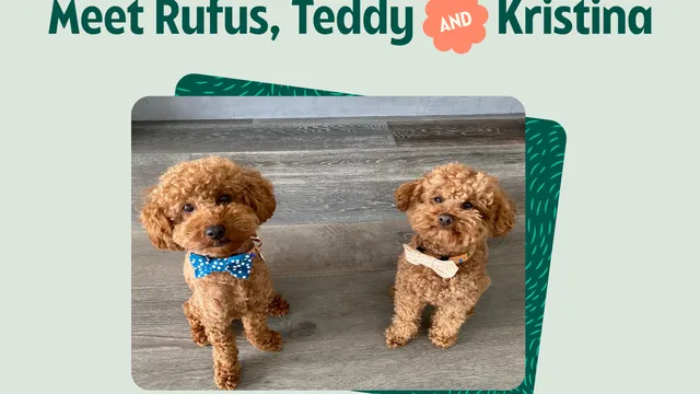 Teddy and Rufus the Cavoodles