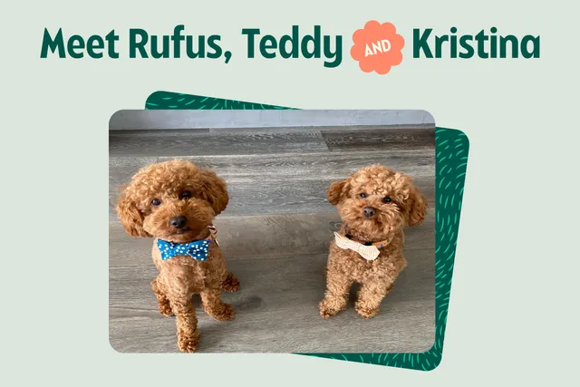 Teddy and Rufus the Cavoodles