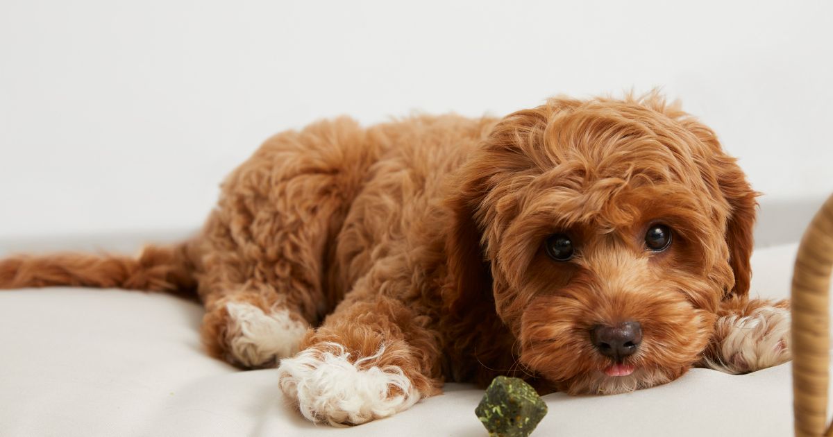 Is my dog's farting normal? Lyka's guide to gas and flatulence in dogs