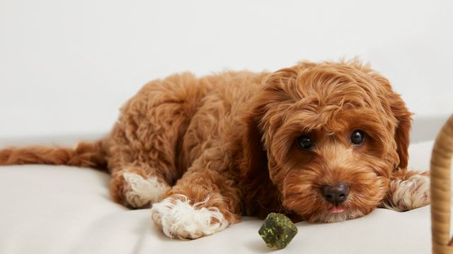 cavoodle lying on beige bed with tongue out with digestion Supp