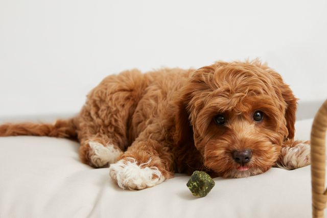 cavoodle lying on beige bed with tongue out with digestion Supp