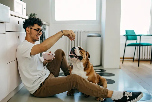 man sitting on kitchen floor feeding snack to bulldog