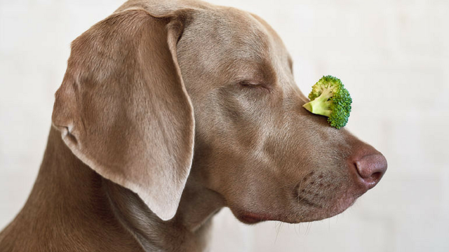 Dog with broccoli on nose