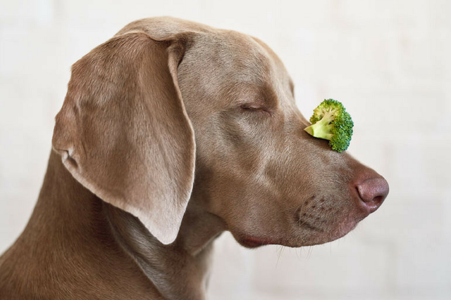 Dog with broccoli on nose