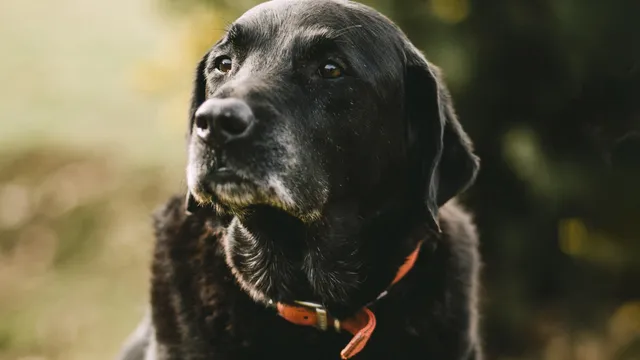 senior-black-dog-red-collar-in-park