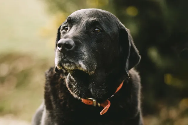 senior-black-dog-red-collar-in-park