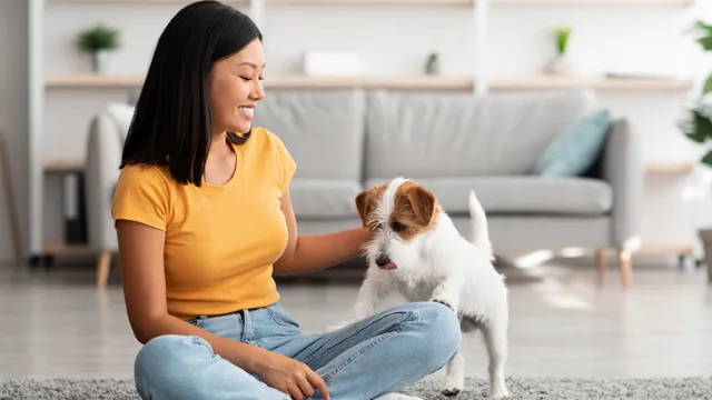 Arthritis in dogs: a holistic guide to managing your pup's pain | Lyka Pet Food Journal