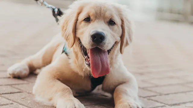 baby-yellow-labrador-laying-down-on-concrete