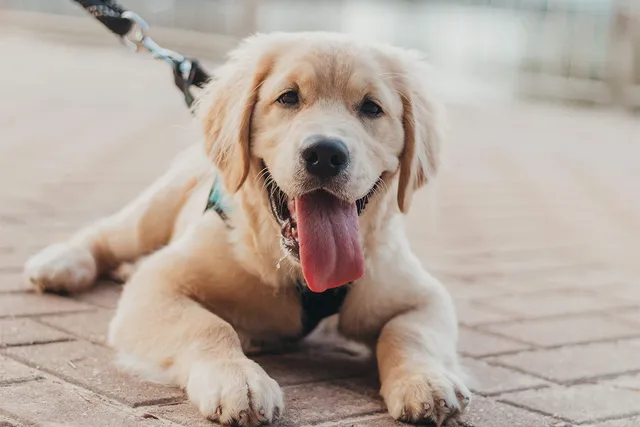 baby-yellow-labrador-laying-down-on-concrete
