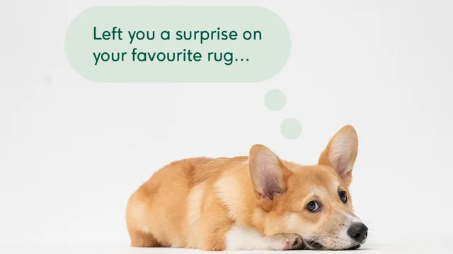 How to toilet train your puppy