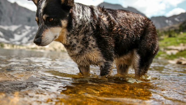 Cattle dog walking through shallow water