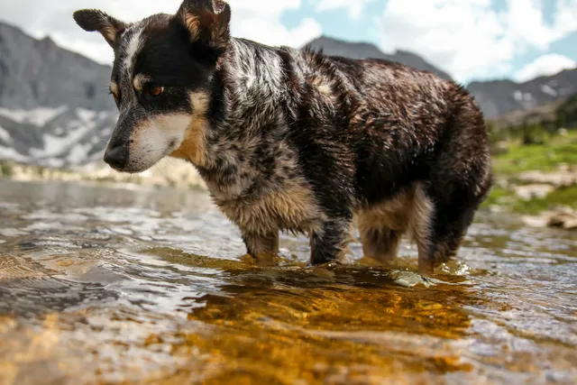 Cattle dog walking through shallow water