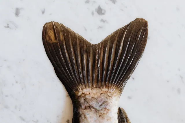 Fish tail
