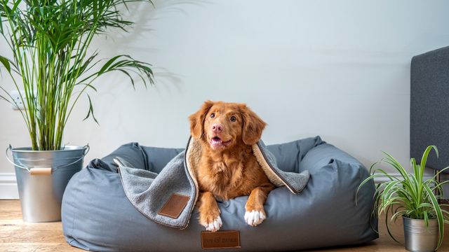 happy-puppy-lying-in-bed-covered-with-blanket