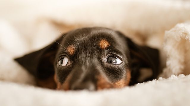 Top 7 dog myths debunked | Lyka Pet Food