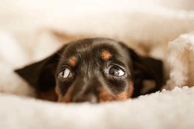 Top 7 dog myths debunked | Lyka Pet Food