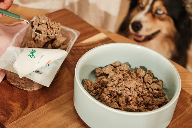 Dog waits to be fed Lyka meal