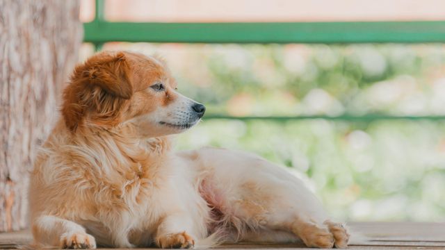 puppy-laying-down-looking-into-distance