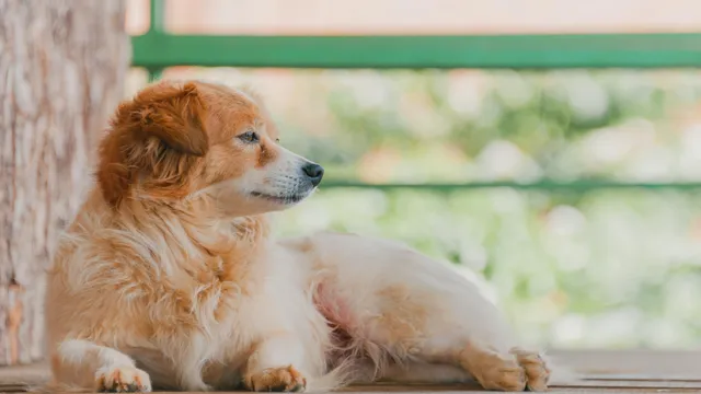 puppy-laying-down-looking-into-distance