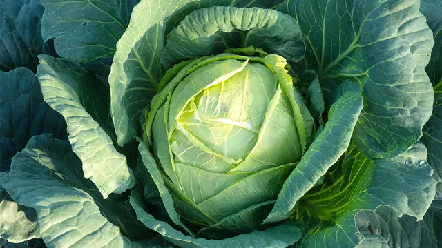 Leafy green cabbage