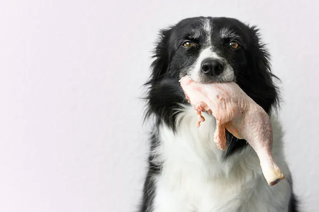 The lowdown on processed pet food types | Lyka Pet Food Journal