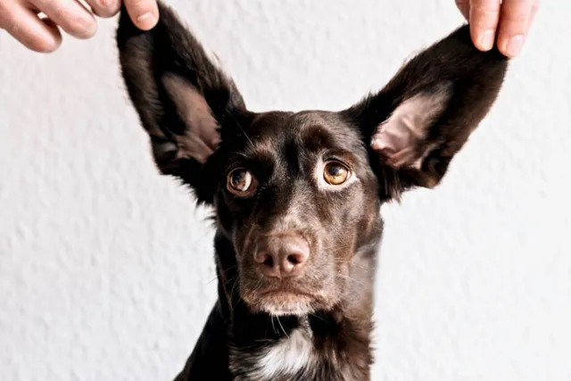 Hands touching dog ears
