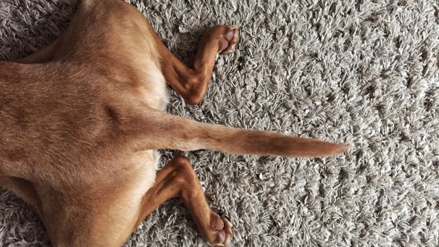 bottom-half-of-dog-splayed-out-on-rug