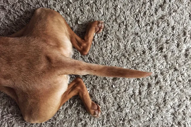 bottom-half-of-dog-splayed-out-on-rug