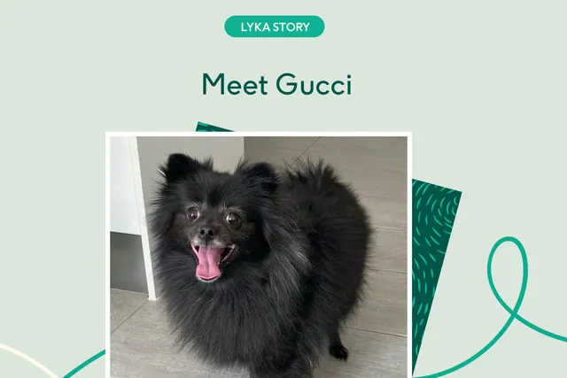 Smiling black Pomeranian dog