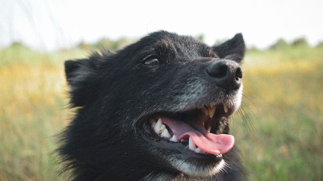 Happy black dog in field