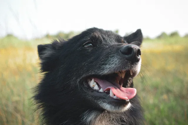 Happy black dog in field