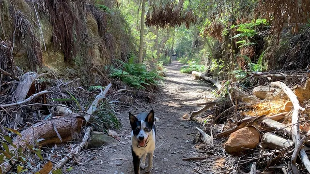 The dog-friendly Box Vale Walking Track | Lyka Pet Food Journal